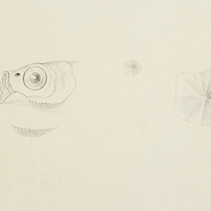 Cheilopogon sp. flyingfish