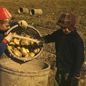 Children gathering potatoes on a large farm, vicinity of Car