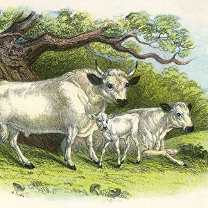 Chillingham Cattle