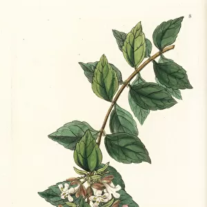 Chinese abelia, Abelia chinensis