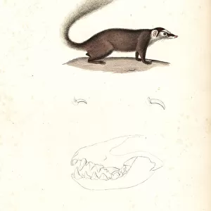 Chinese ferret-badger, Melogale moschata