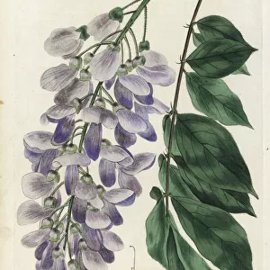 Chinese wisteria, Kraunhia chinensis