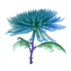 Chrysanthemum, CT scan image