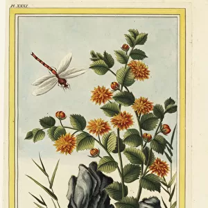 Chyrsanthemum indicum