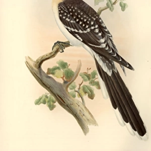Clamator glandarius, great spotted cuckoo