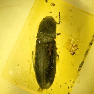 Click beetle in amber