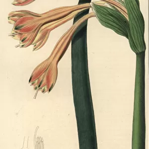Clinanthus fulvus