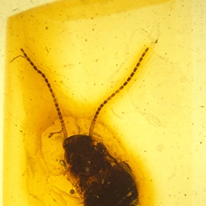 Cockroach in amber