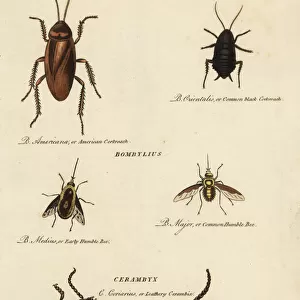 Cockroach, bee and cerambyx beetle