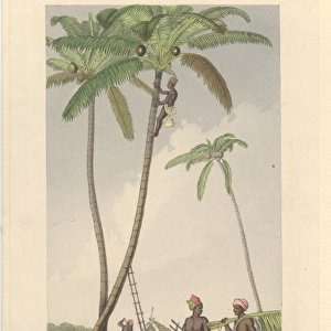 Cocoa nucifera L. coco palm