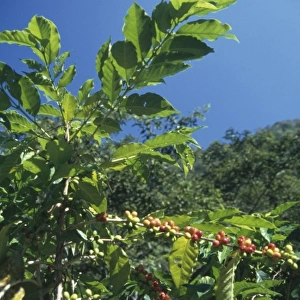 Coffea arabica (coffee plant)