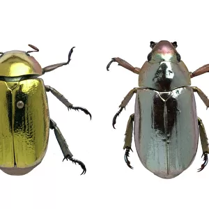 Coleoptera sp. metallic beetles