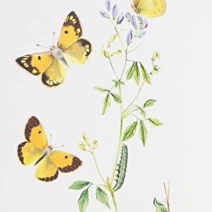 Colias croceus, clouded yellow