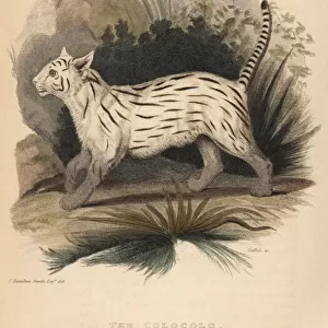 Colocolo, Leopardus colocolo