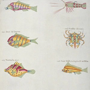 Colourful illustration of five fish, two lobsters and a crab