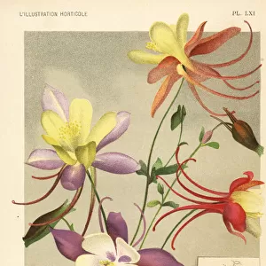 Columbine hybrids raised from Aquilegia glandulosa