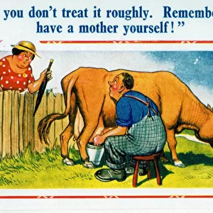 Comic postcard, milking a cow