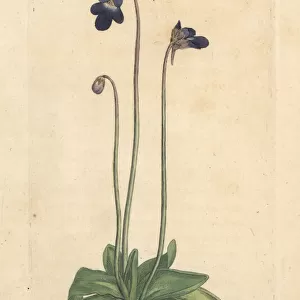 Common butterwort, Pinguicula vulgaris