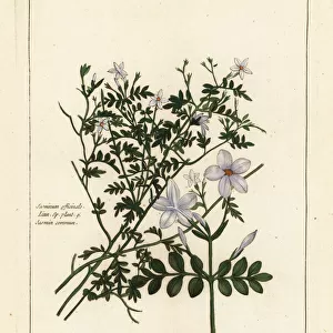 Common jasmine, Jasminum officinale, Linn. Sp. plant