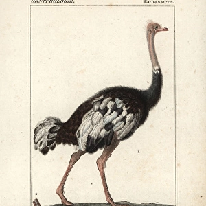 Common ostrich, Struthio camelus, with foot