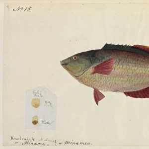 Common rock fish illustration by Robert Neill