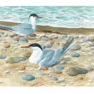 Common Terns British Birds Watercolour painting