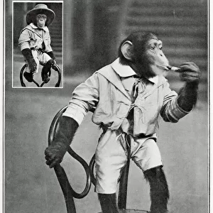 Consul the monkey