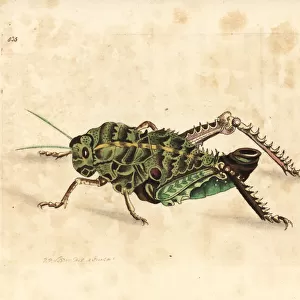 Corn cricket, Hetrodes pupus