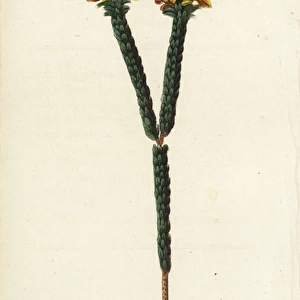 Cornucopia flower