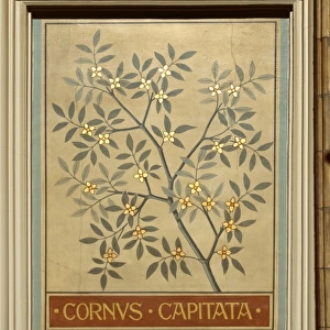 Cornus capitata, dogwood