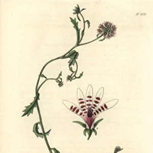Corymbose African lobelia, Lobelia corymbosa