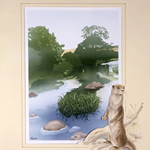 A countryside stream with an otter