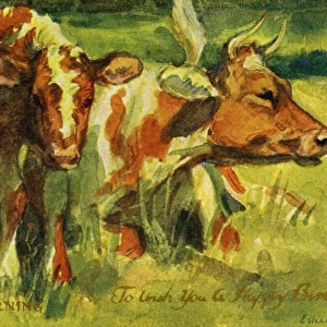 Cow & calf