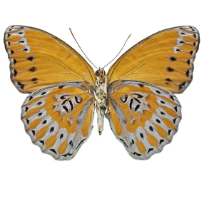 Crenidomimas concordia, butterfly