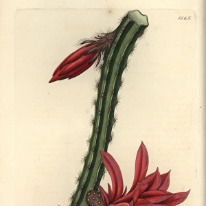 Crimson creeping cereus, Cactus speciosissimus