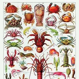 Crustaces - crustaceans