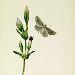 Curtis British Entomology Plate 105