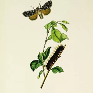 Curtis British Entomology Plate 136