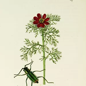 Curtis British Entomology Plate 167