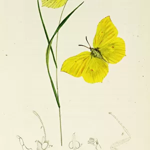 Curtis British Entomology Plate 173