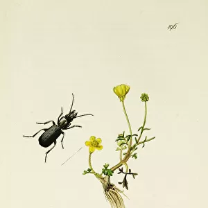 Curtis British Entomology Plate 196