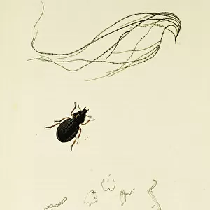 Curtis British Entomology Plate 291