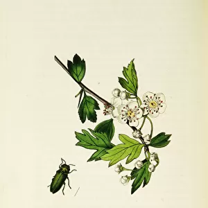 Curtis British Entomology Plate 31