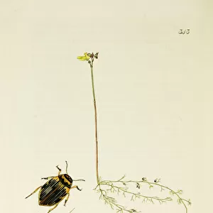 Curtis British Entomology Plate 343