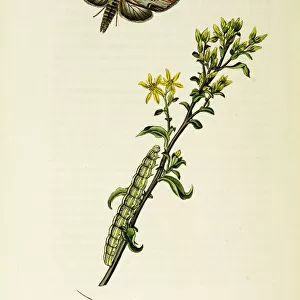 Curtis British Entomology Plate 45