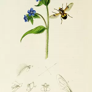 Curtis British Entomology Plate 452