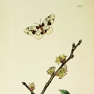 Curtis British Entomology Plate 515