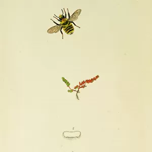 Curtis British Entomology Plate 564