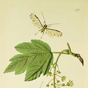 Curtis British Entomology Plate 577