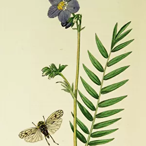 Curtis British Entomology Plate 636